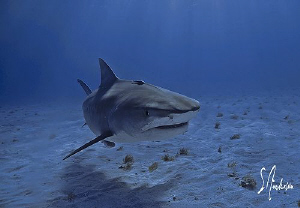 Yet another image from a great trip to Tiger Beach.... I ... by Steven Anderson 